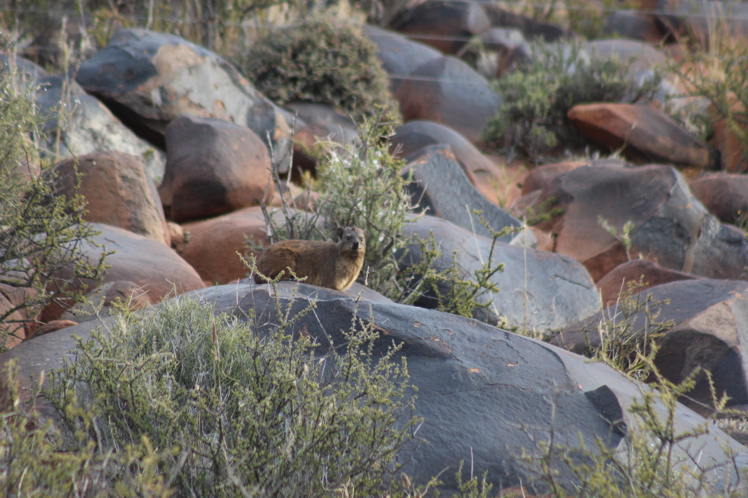 Image of Rock Hyrax