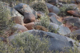 Image of Rock Hyrax