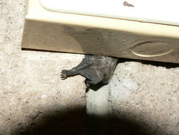 Image of Melck's House Bat