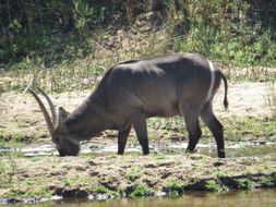 Image of Ellipsen Waterbuck