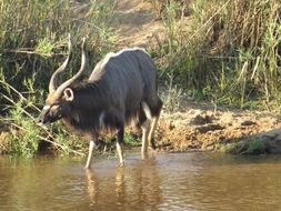 Image of Nyala