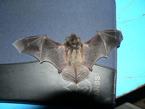 Image of Melck's House Bat