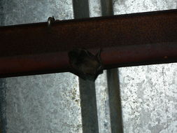 Image of Melck's House Bat