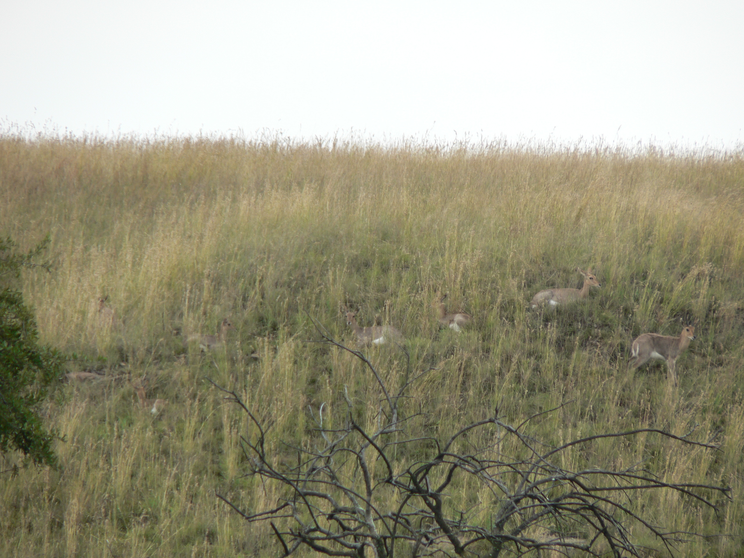 Image of Mountain Reedbuck