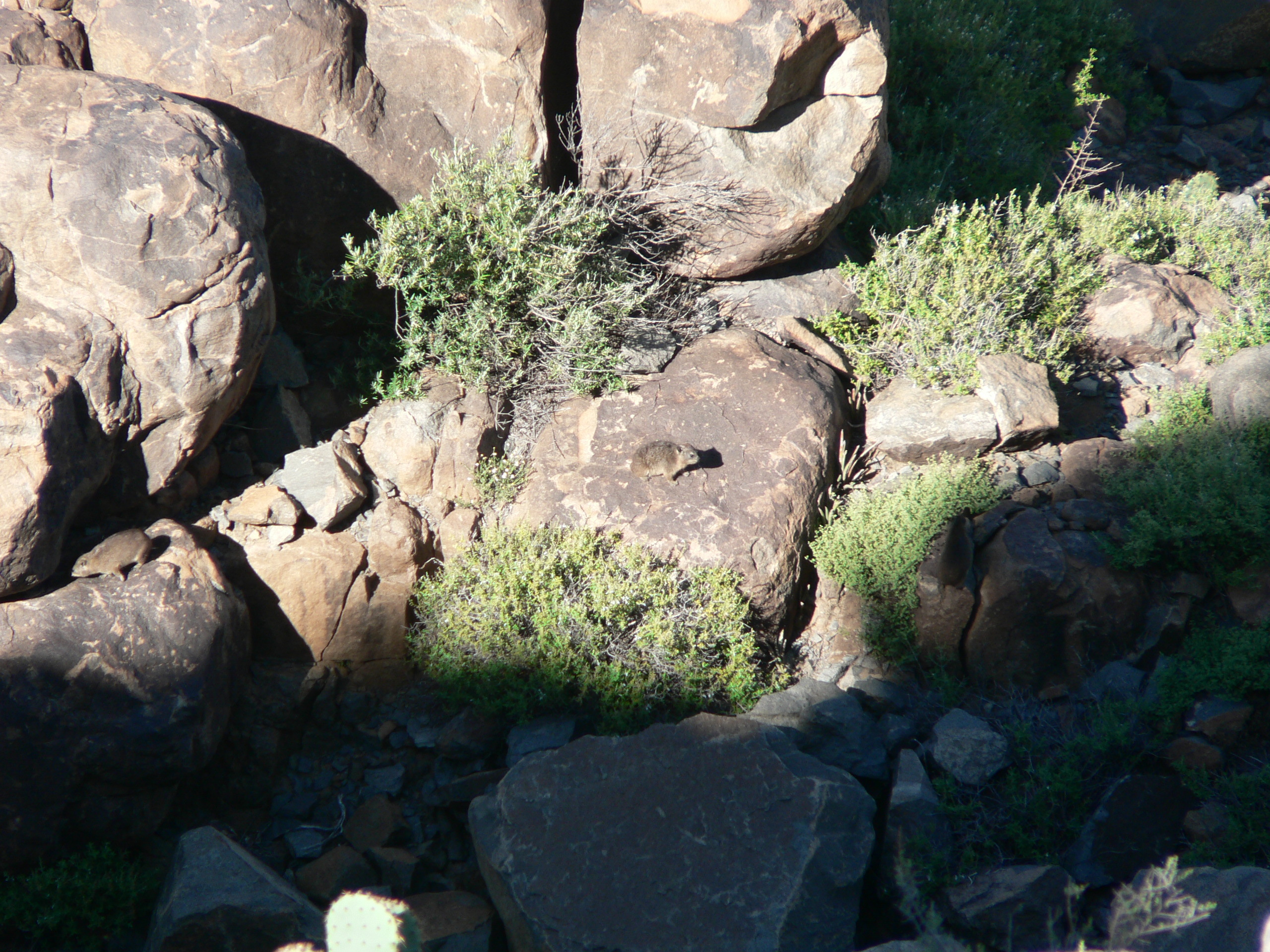 Image of Rock Hyrax