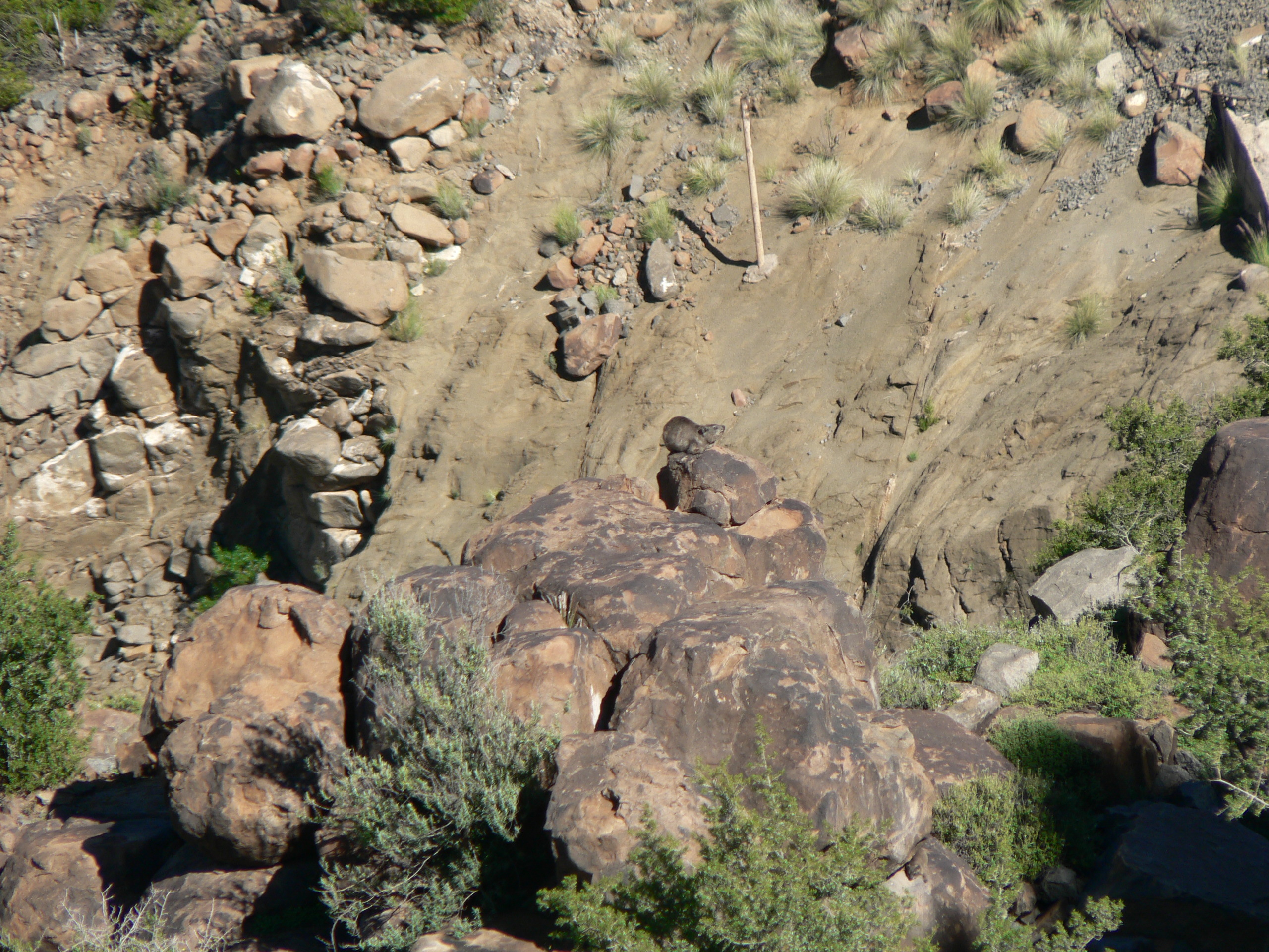 Image of Rock Hyrax