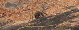 Image of Rock Hyrax