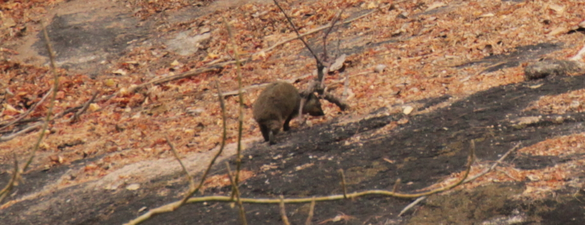 Image of Rock Hyrax