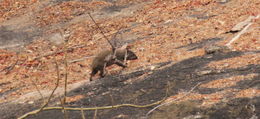 Image of Rock Hyrax