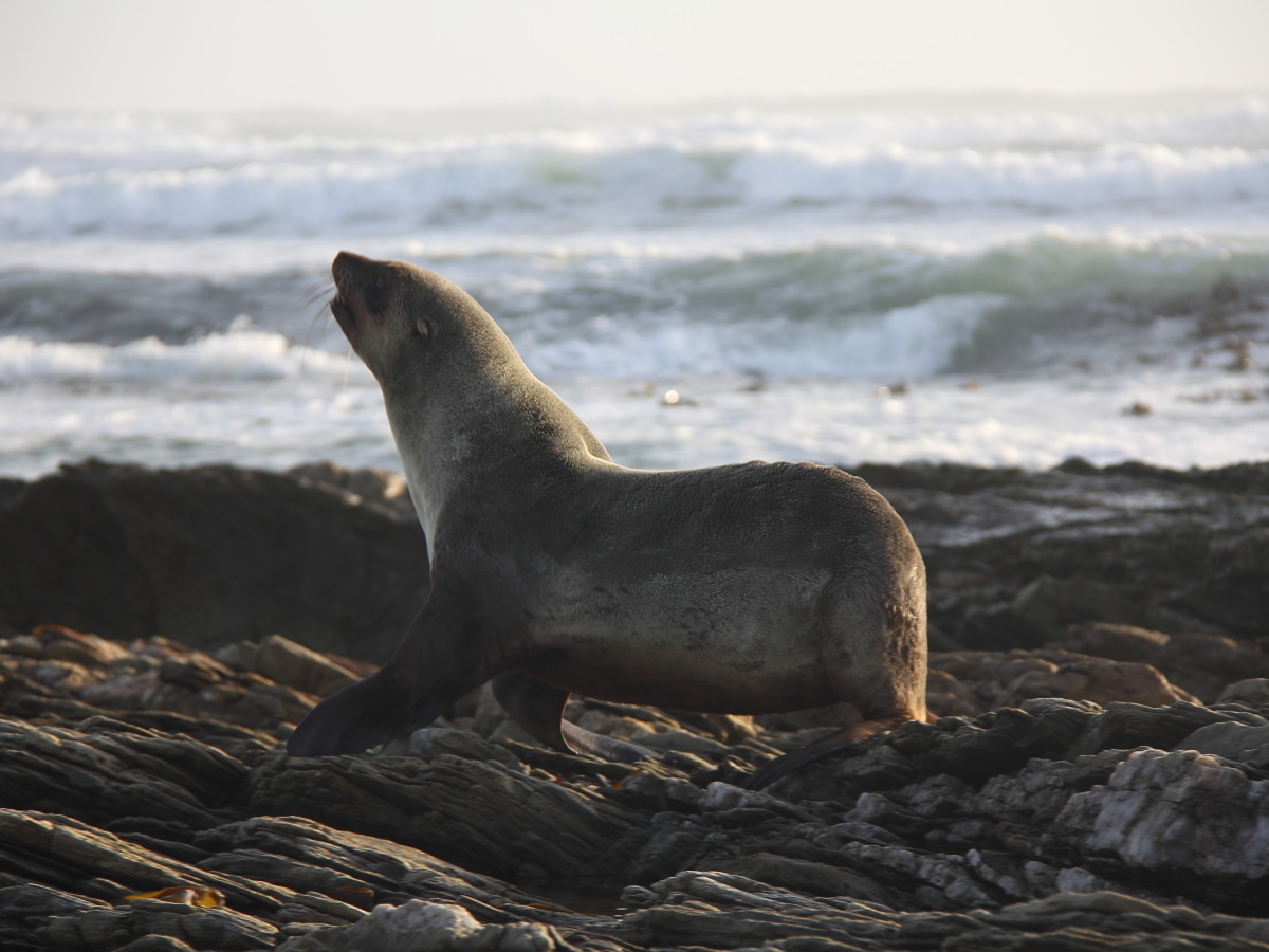 Image of fur seal