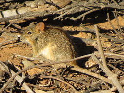 Image de Rhabdomys Thomas 1916