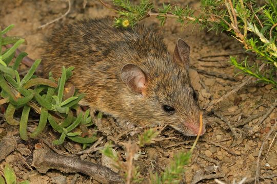 Image of Namaqua Rock Mouse -- Namaqua Micaelamys