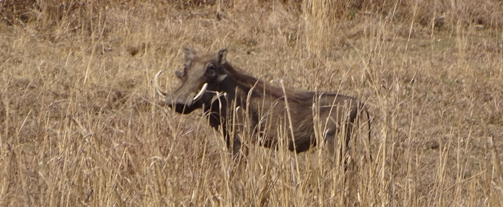 Image of Common Warthog