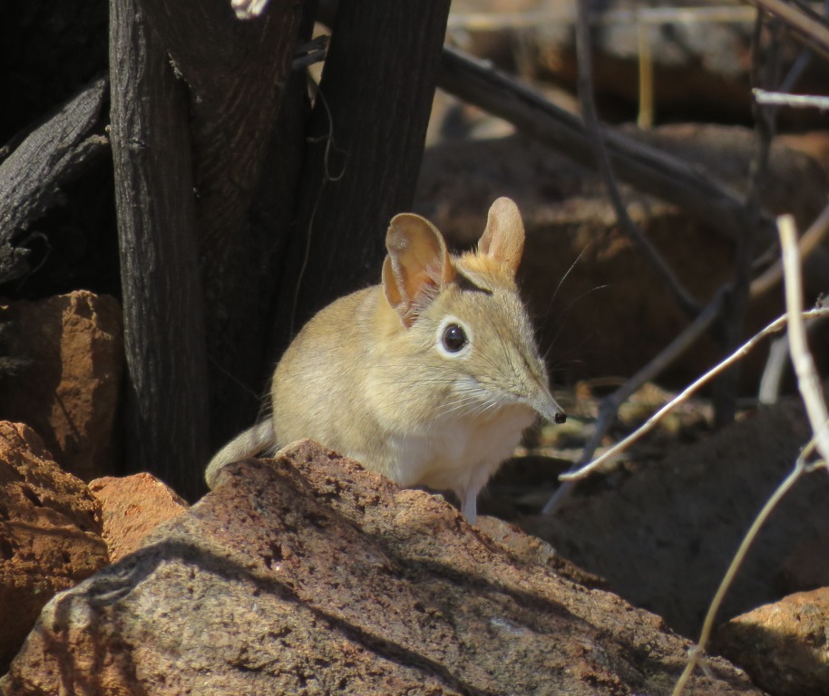 Image of Bushveld Elephant Shrew