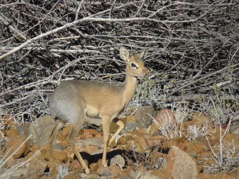 Image of Damara Dikdik