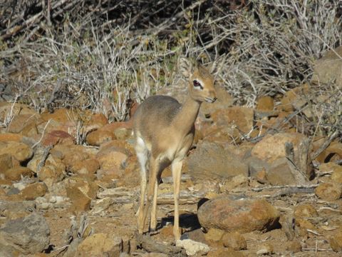 Image of Damara Dikdik