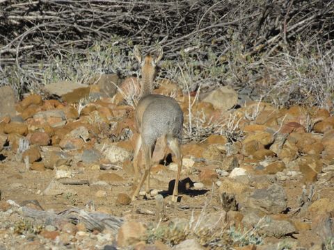 Image of Damara Dikdik