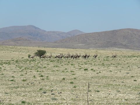 Image of Gemsbok