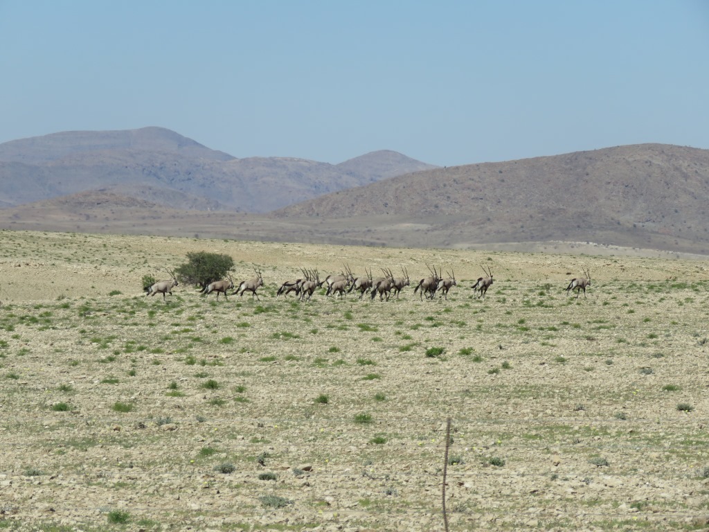 Image of Gemsbok