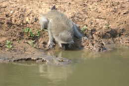 Image of Vervet Monkey