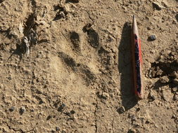 Image of Caracals