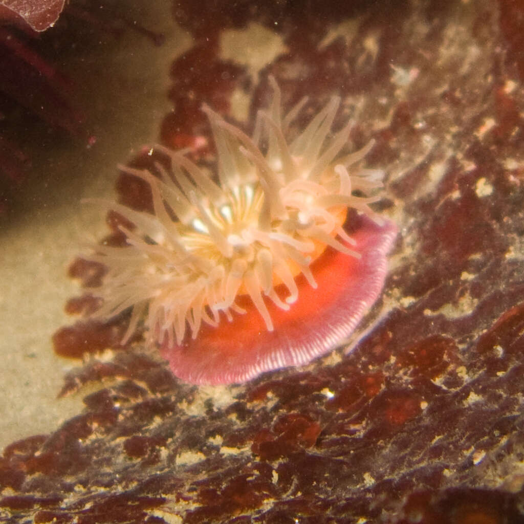 Image of sandy anemone