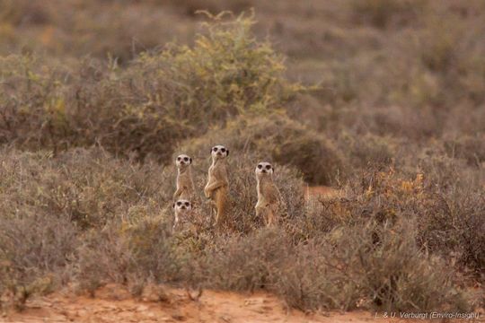 Image of Suricata Desmarest 1804