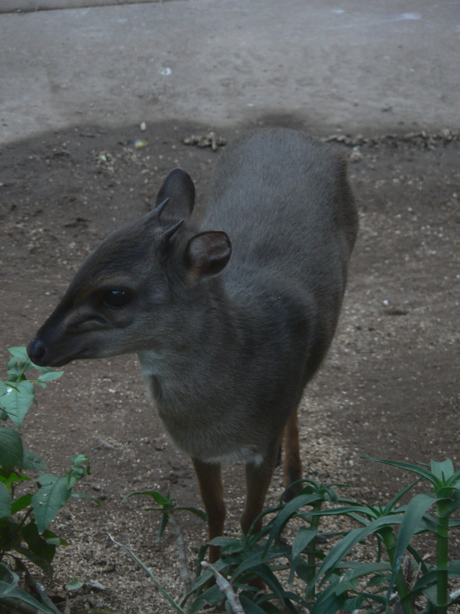 Image of Blue Duikers