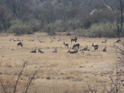 Image of Blesbok