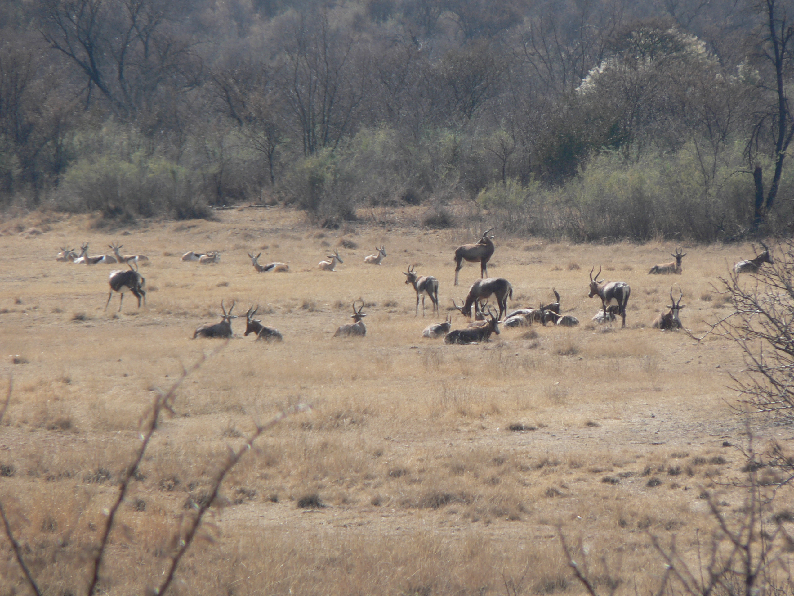 Image of Blesbok