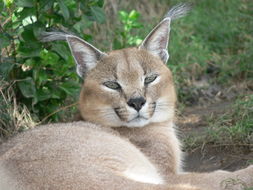 Image of Caracals