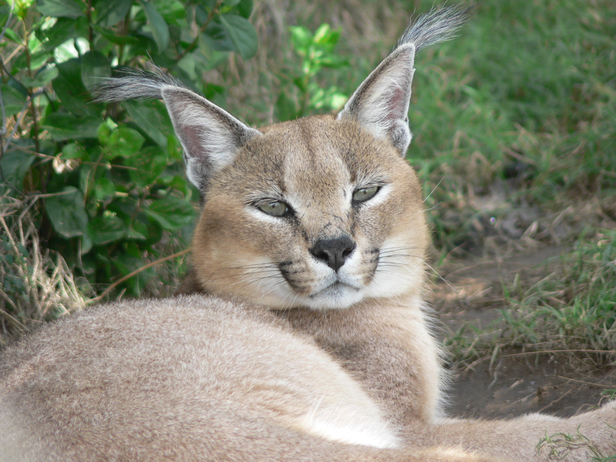 Image of Caracals