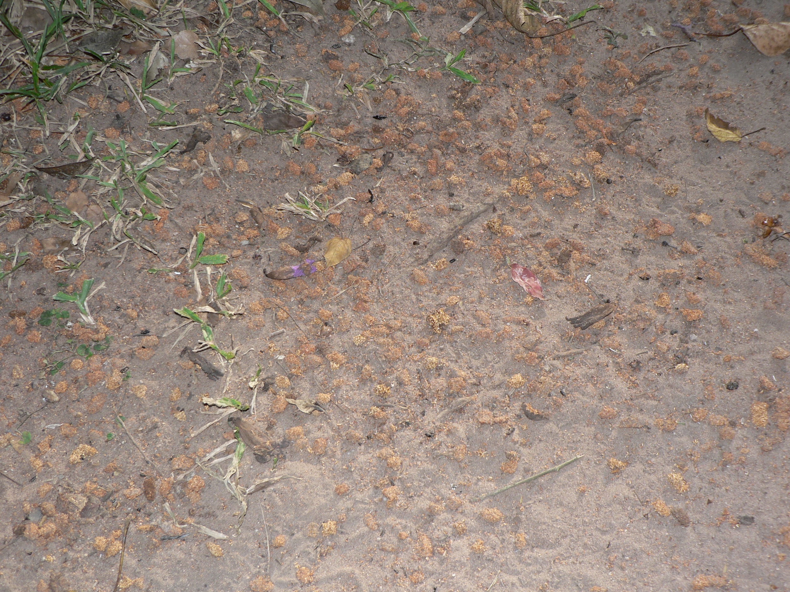 Image of Wahlberg's Epauletted Fruit Bat