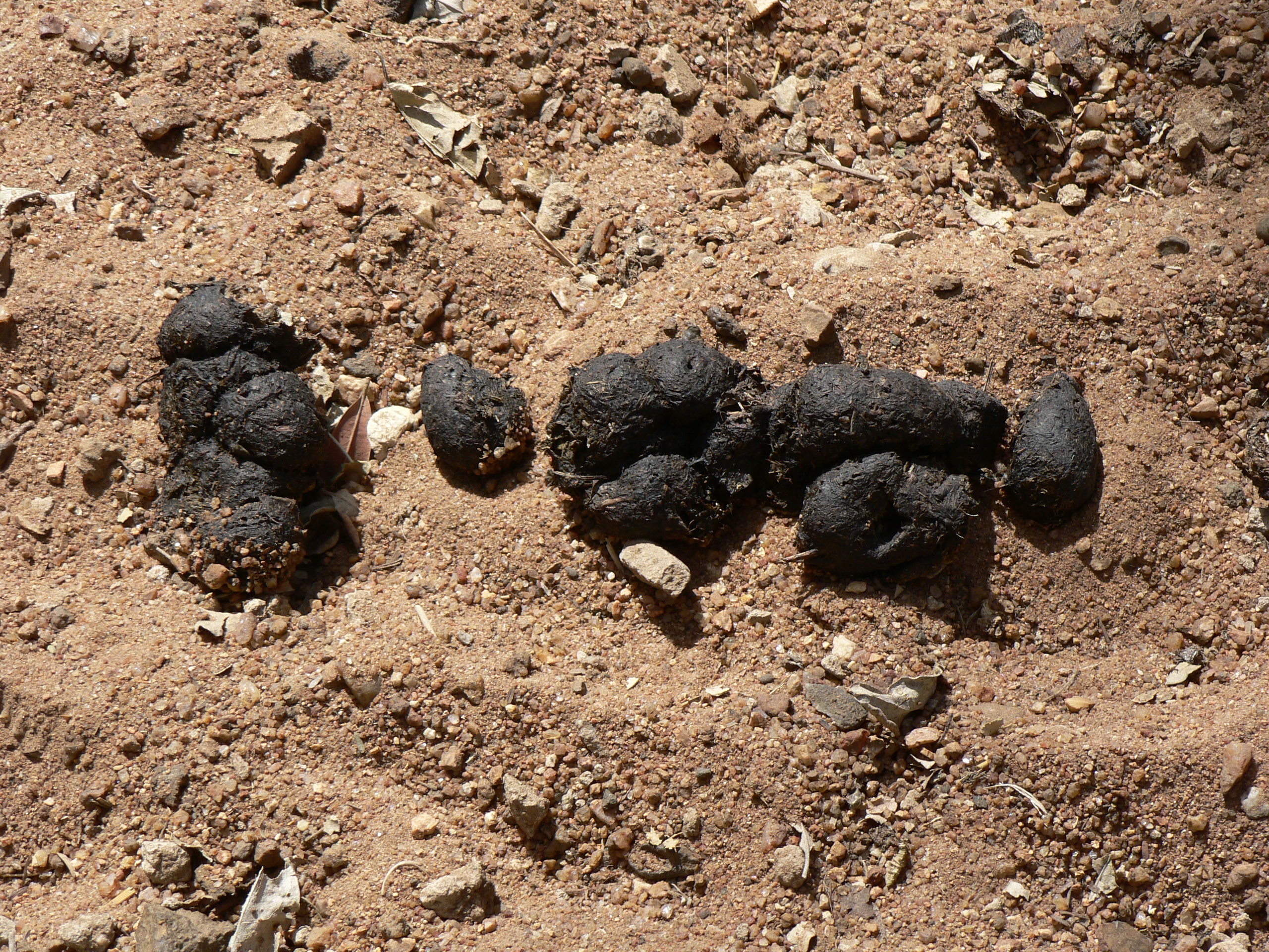 Image of Common Warthog