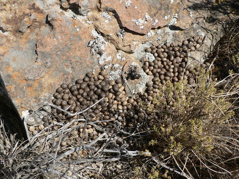 Plancia ëd Pronolagus rupestris (A. Smith 1834)