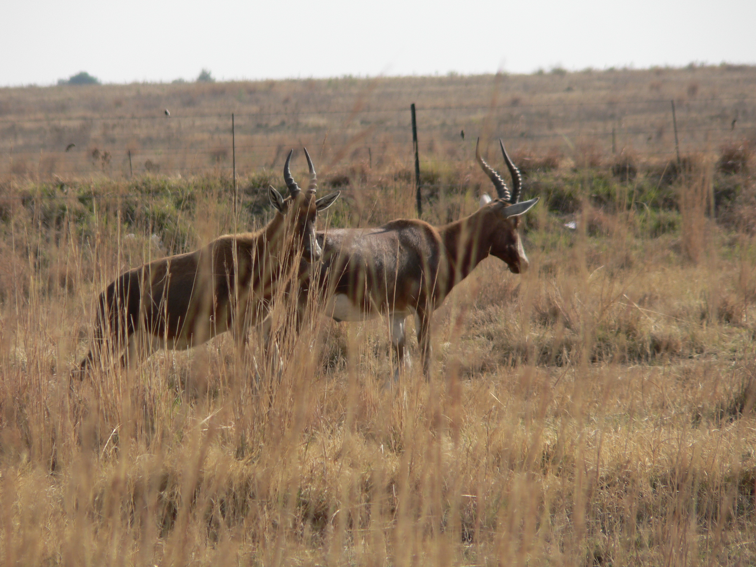 Image of Blesbok