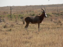 Image of Blesbok