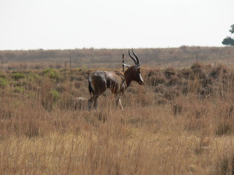 Image of Blesbok