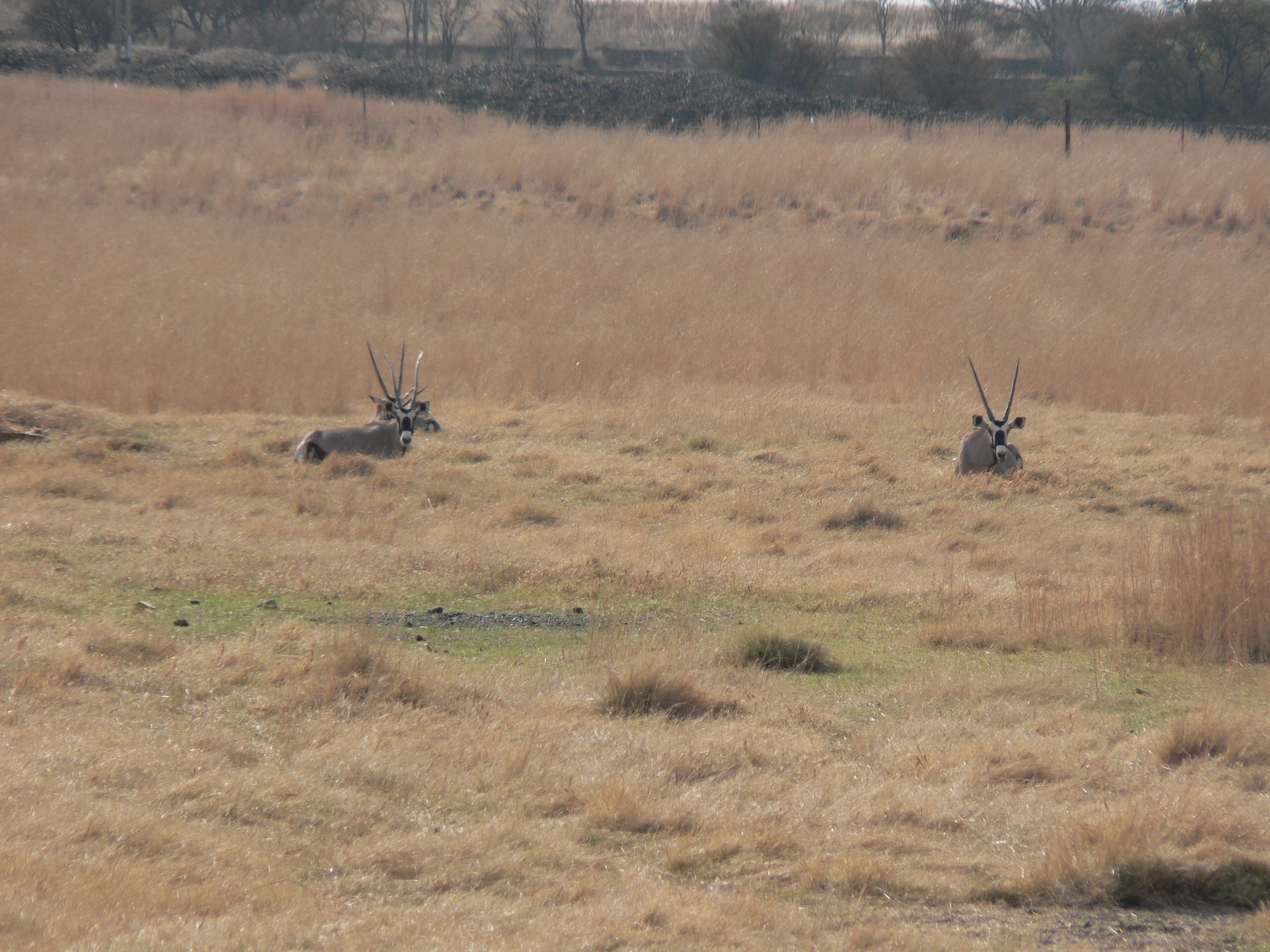 Image of Gemsbok