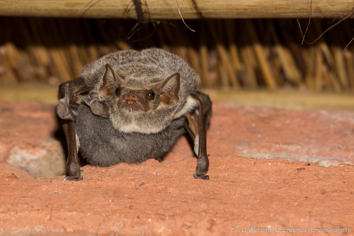 Image of Mauritian Tomb Bat