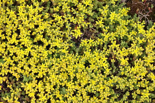 Image of Biting Stonecrop