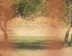 Image of Vervet Monkey