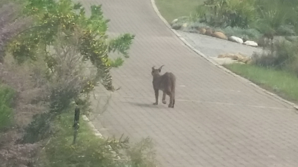 Image of Caracals