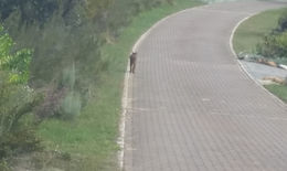 Image of Caracals