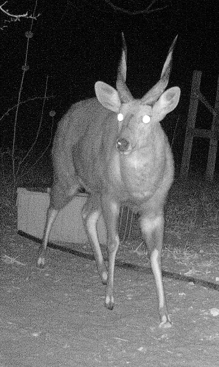 Image of Bushbuck