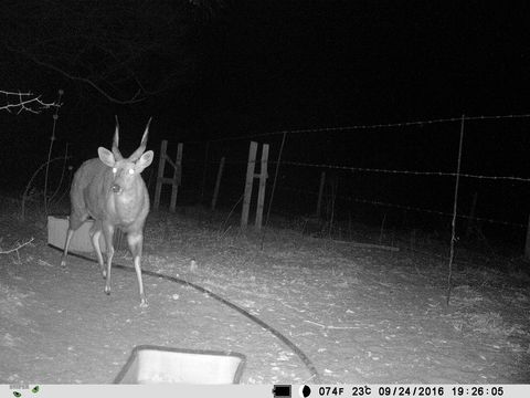 Image of Bushbuck