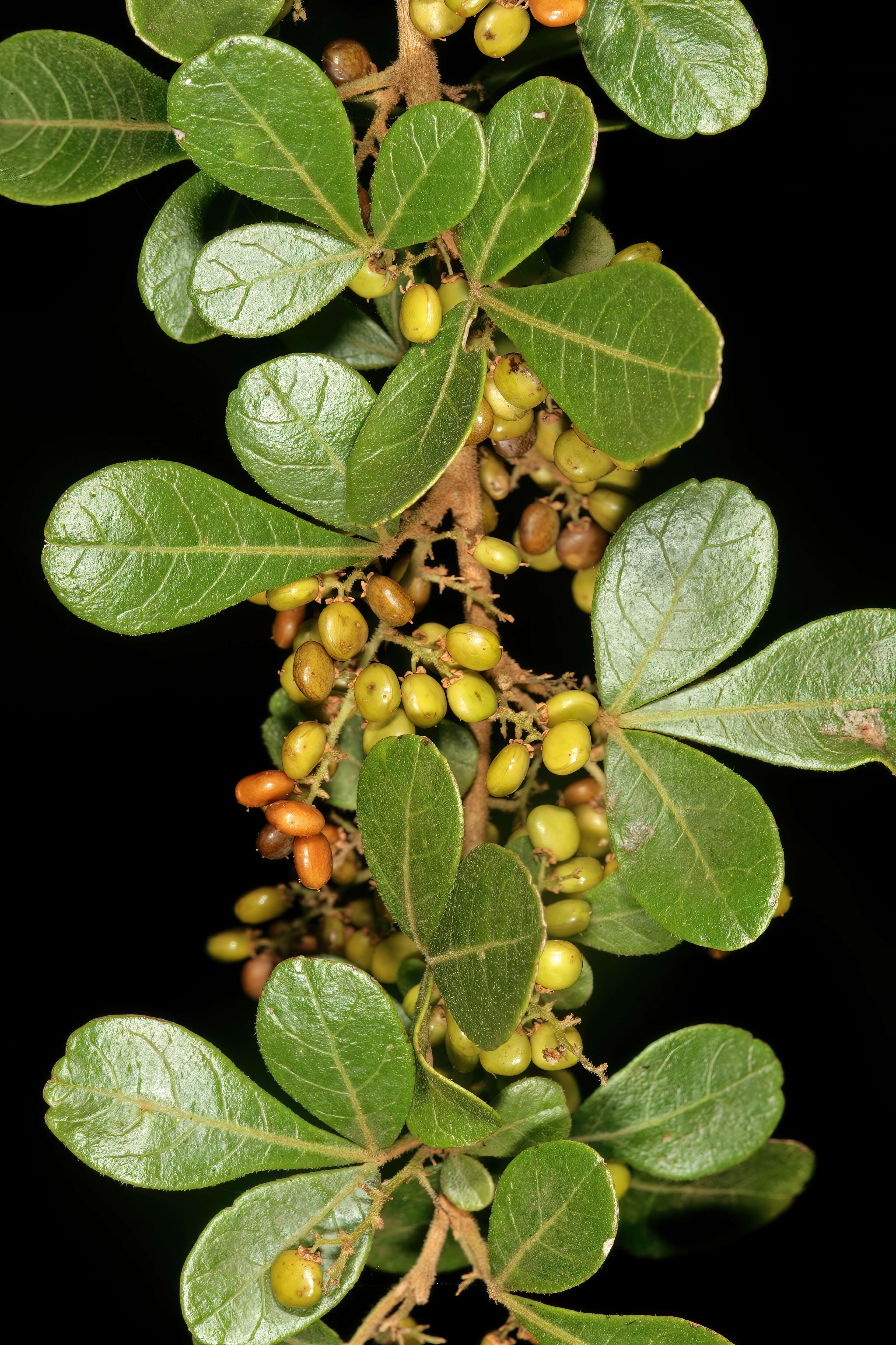 Image of common crowberry