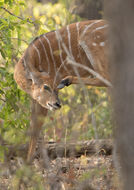 Image of Nyala