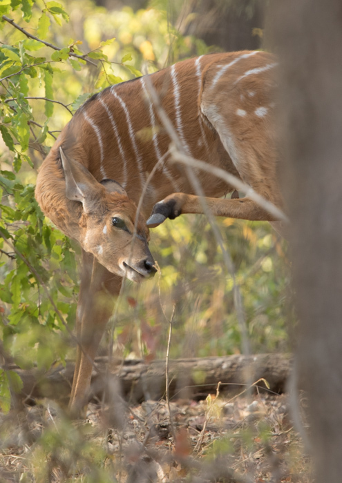 Image of Nyala