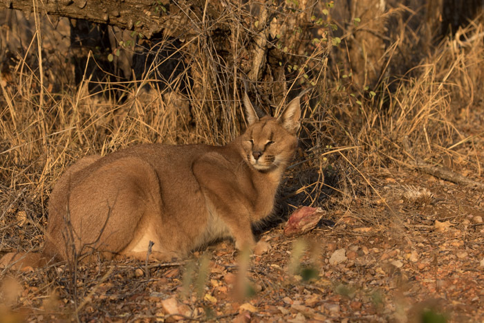 Image of Caracals